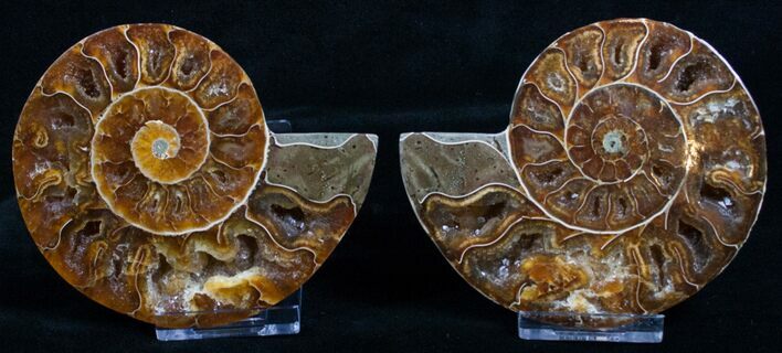 Inch Agatized Ammonite (Pair) #5130
